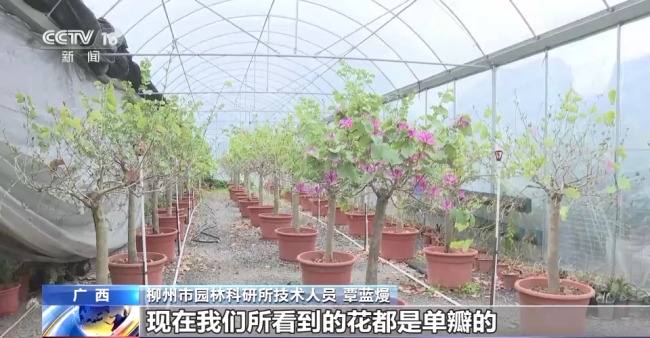 “太空種(zhǒng)子”返回廣西柳州 順利出苗移植